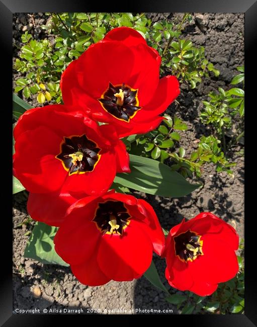 Red Tulips in the Park Framed Print by Ailsa Darragh