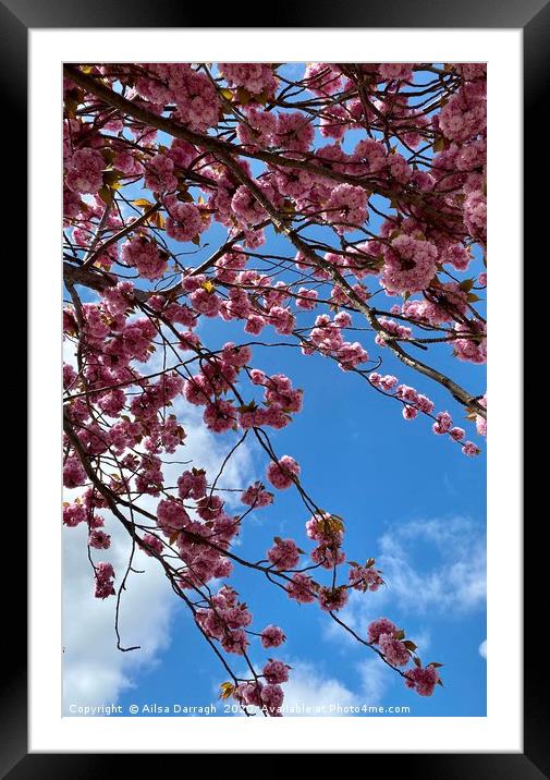 Cherry Blossom in Spring Framed Mounted Print by Ailsa Darragh