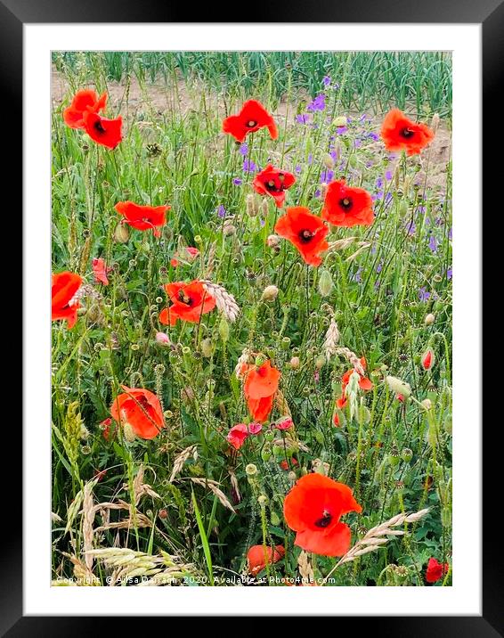 Wild Poppies in Suffolk Framed Mounted Print by Ailsa Darragh
