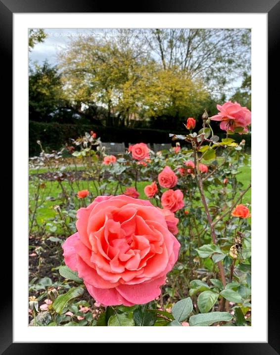 Autumn roses in the Park Framed Mounted Print by Ailsa Darragh