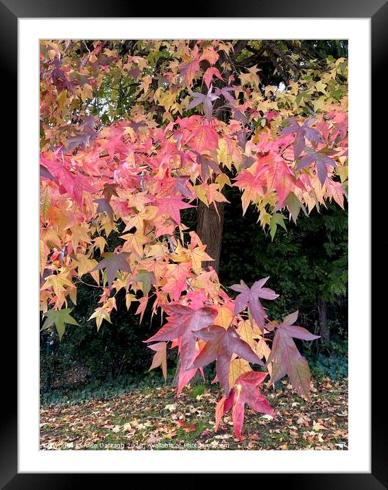 Autumnal Leaves Framed Mounted Print by Ailsa Darragh