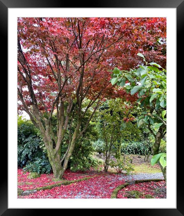 Autumn Trees in Grasmere  Framed Mounted Print by Ailsa Darragh