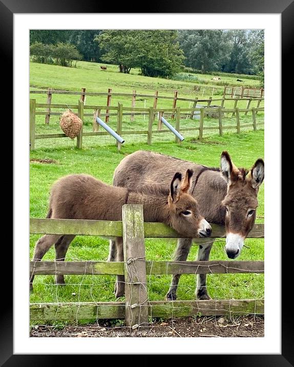 Donkeys at Easton Farm Park Framed Mounted Print by Ailsa Darragh
