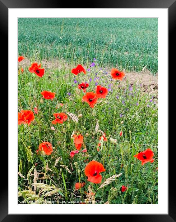 Poppies  Framed Mounted Print by Ailsa Darragh