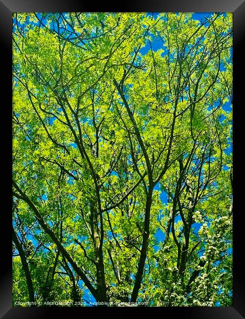 Bright Green tree against bright blue sky Framed Print by Ailsa Darragh
