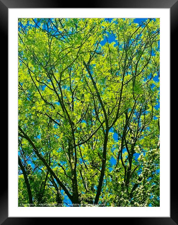 Bright Green tree against bright blue sky Framed Mounted Print by Ailsa Darragh