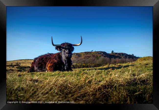 Highland Cow Framed Print by Douglas Milne