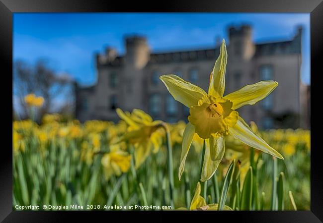 Daffodil Framed Print by Douglas Milne