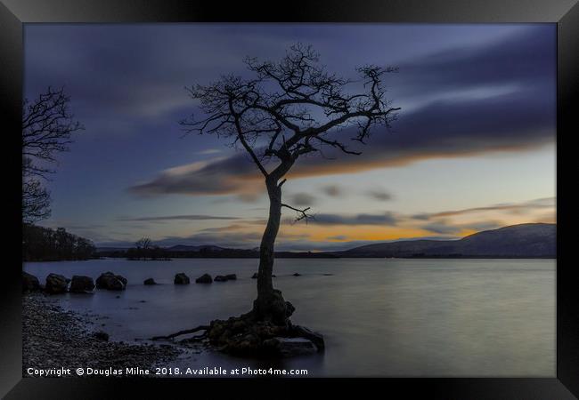 The Tree, Milarrochy Bay, Loch Lomond Framed Print by Douglas Milne
