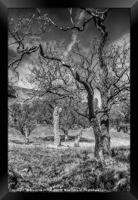 Trees on Ben Vorlich Framed Print by Douglas Milne