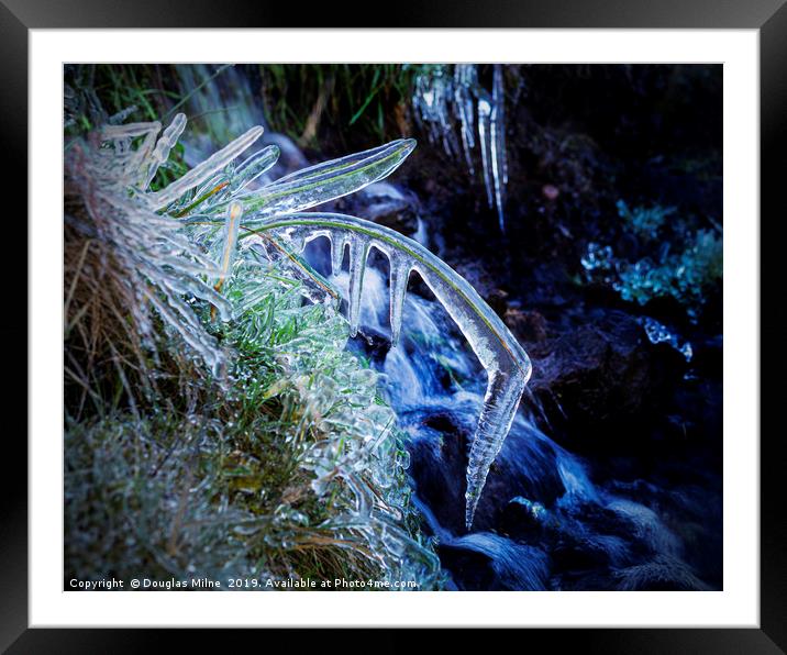 Blade of Grass in Ice Framed Mounted Print by Douglas Milne