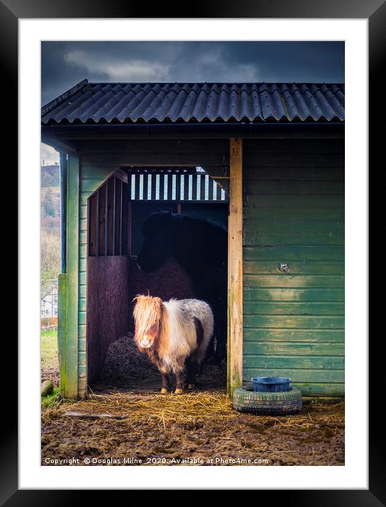 Shetland Pony in Rustic Stable Framed Mounted Print by Douglas Milne