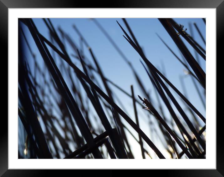 Silhouetted grass Framed Mounted Print by George Greenall