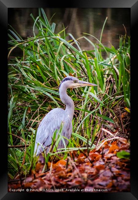 Young Heron on the towpath Framed Print by PAUL WILSON