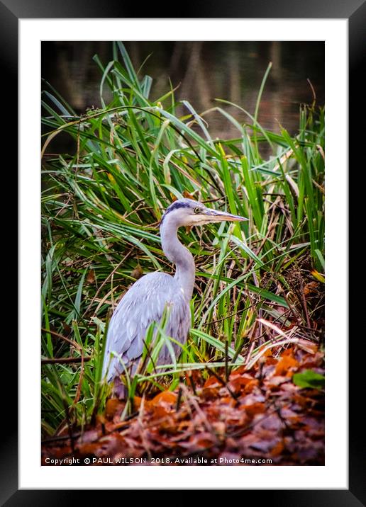 Young Heron on the towpath Framed Mounted Print by PAUL WILSON