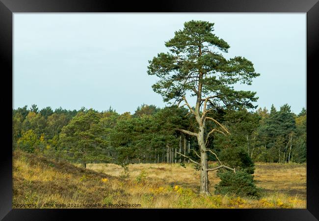 Lone tree Framed Print by Clive Wells