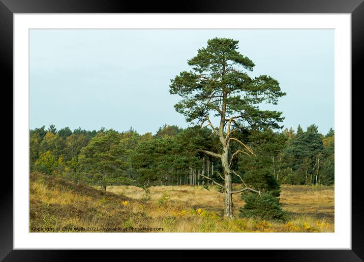 Lone tree Framed Mounted Print by Clive Wells