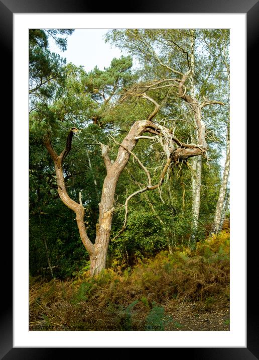 Old mis-shaped tree Framed Mounted Print by Clive Wells