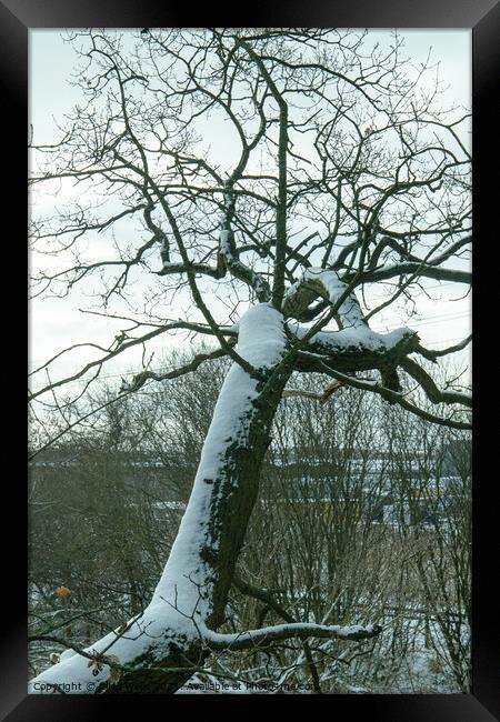Over hanging snow covered tree Framed Print by Clive Wells