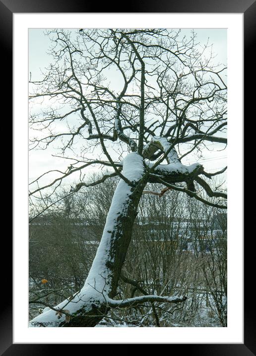 Over hanging snow covered tree Framed Mounted Print by Clive Wells
