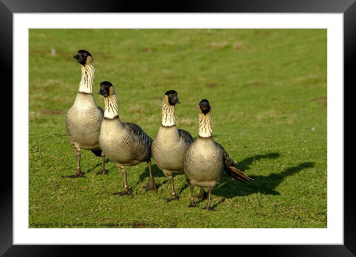 Hawaiian Goose, also known as the Nene Goose Framed Mounted Print by Clive Wells