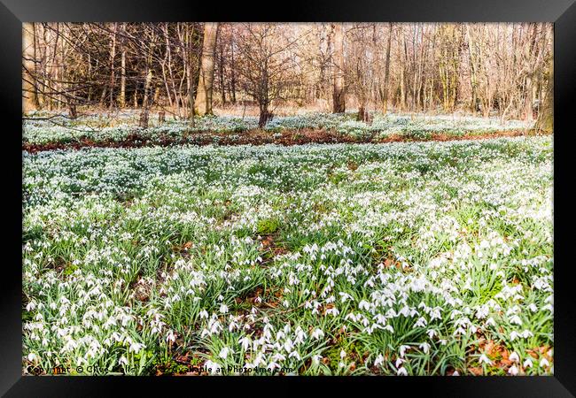 Carpet of Snowdrops at Chippenham Park Framed Print by Clive Wells
