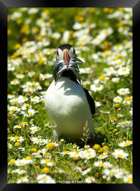 Puffin with Sandeels on Skomer Island Framed Print by Clive Wells