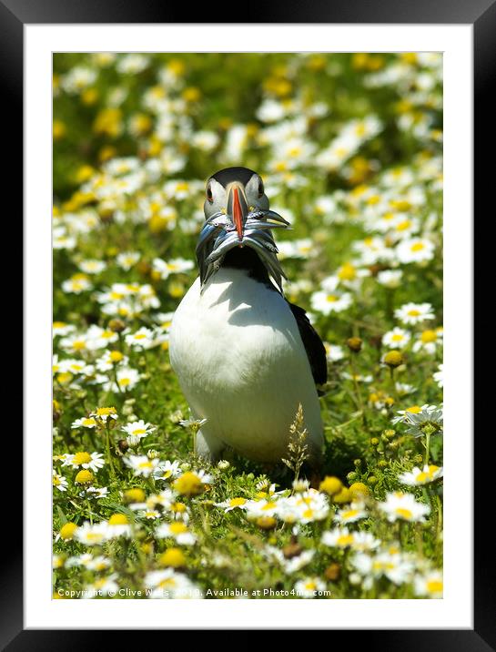 Puffin with Sandeels on Skomer Island Framed Mounted Print by Clive Wells
