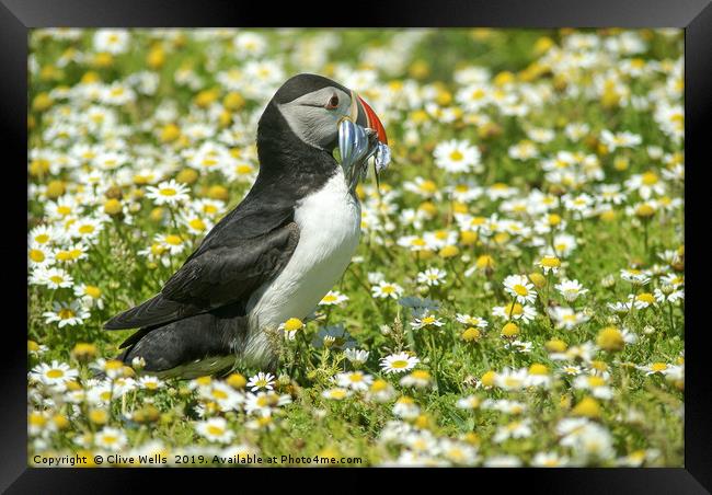 Puffin with sandeels seen on Skomer Framed Print by Clive Wells