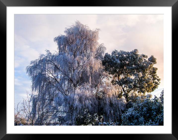 Frozen tree seen in winter in back garden Framed Mounted Print by Clive Wells