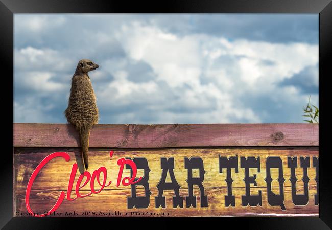 Meerkat sitting on bar sign Framed Print by Clive Wells