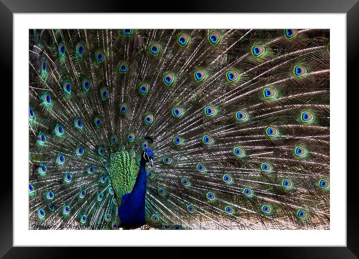 Displaying Peacock in lovely pose Framed Mounted Print by Clive Wells