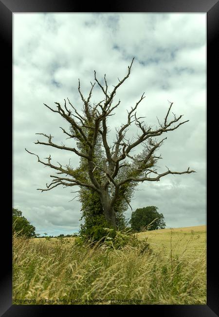Strange tree at Blisworth, Northamptonshire Framed Print by Clive Wells