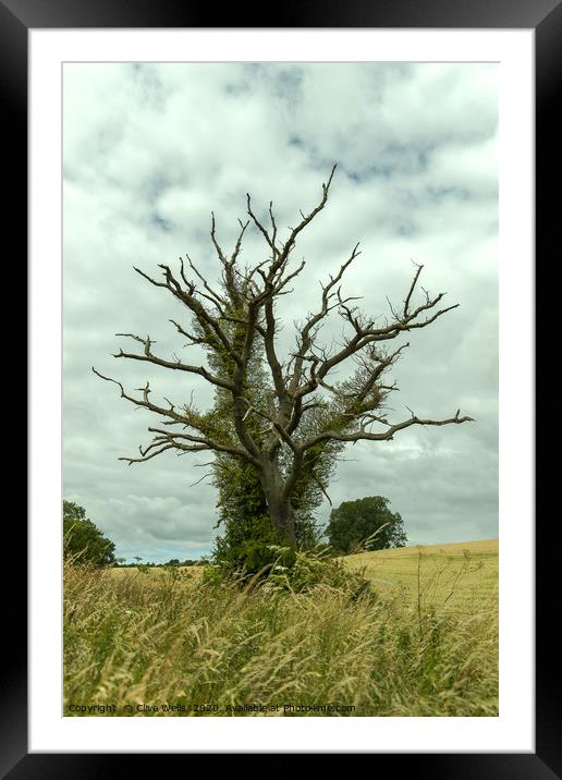 Strange tree at Blisworth, Northamptonshire Framed Mounted Print by Clive Wells