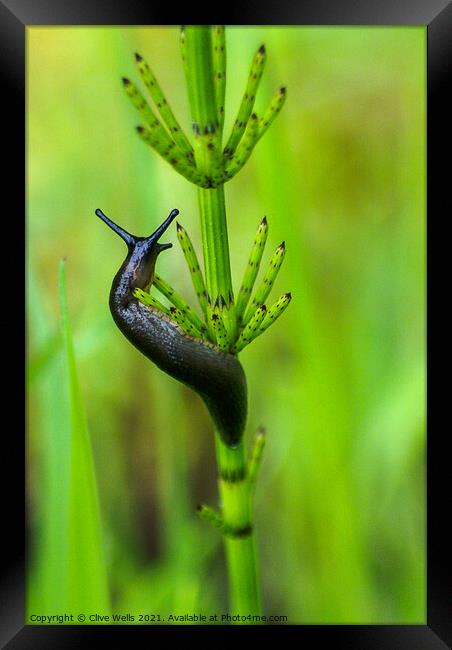 Slug Framed Print by Clive Wells