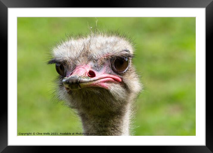 Here`s looking at you. Framed Mounted Print by Clive Wells