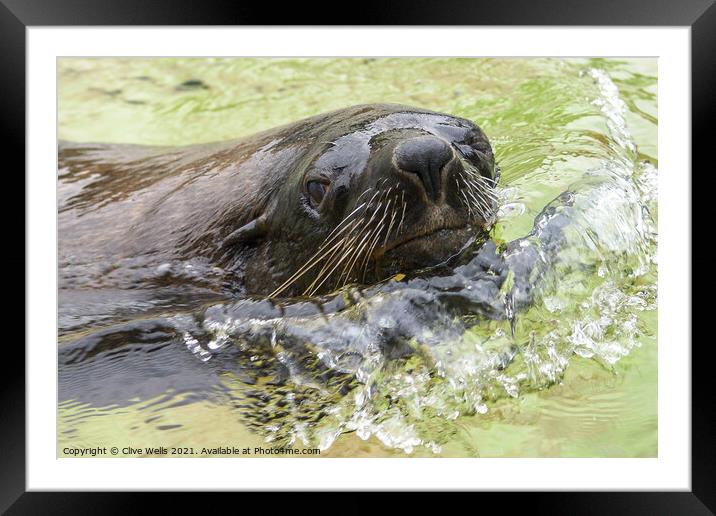 Seal lion close up. Framed Mounted Print by Clive Wells