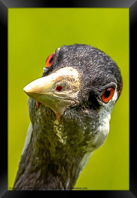 Here`s looking at you. Framed Print by Clive Wells