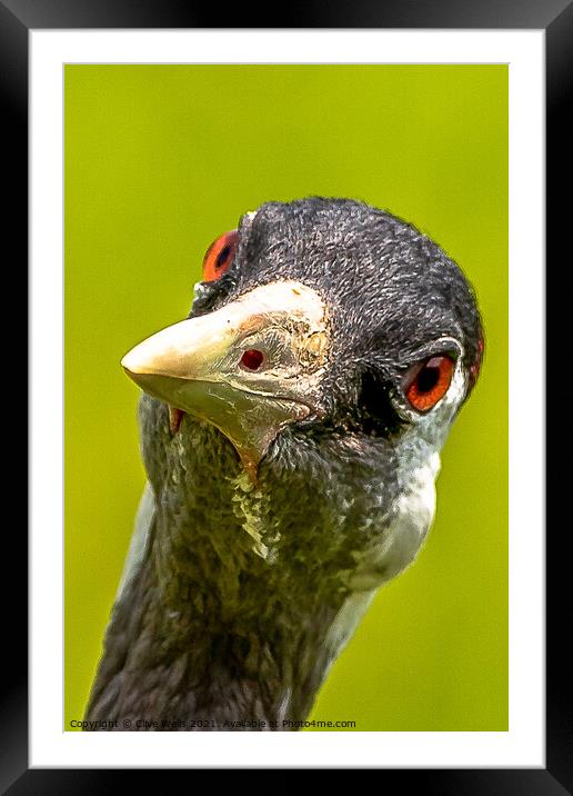 Here`s looking at you. Framed Mounted Print by Clive Wells
