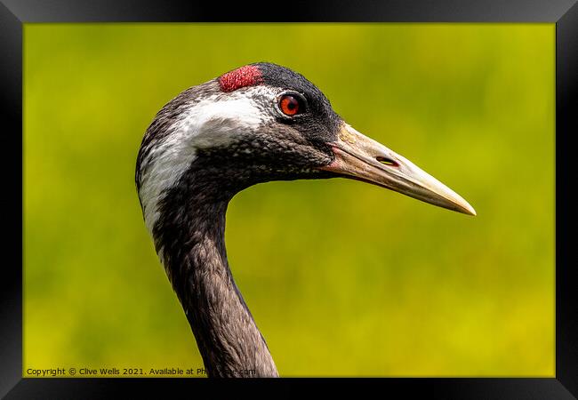 Eurasian Crane head shot Framed Print by Clive Wells