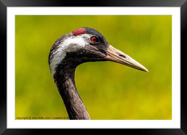 Eurasian Crane head shot Framed Mounted Print by Clive Wells