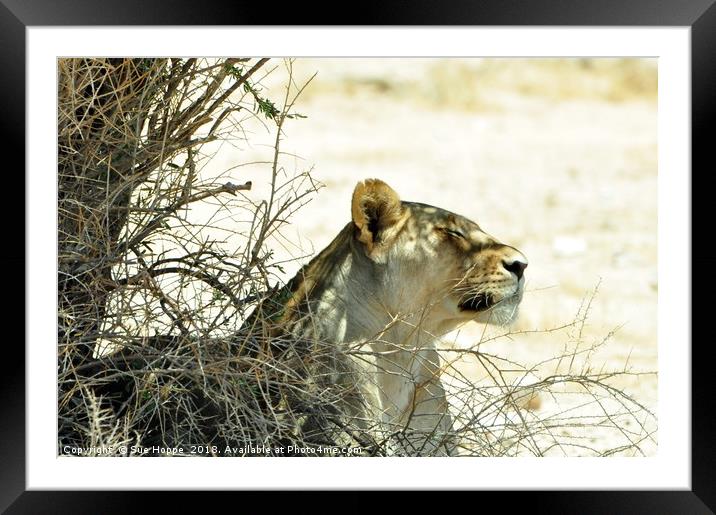 Lioness rests in shade of thorn tree Framed Mounted Print by Sue Hoppe
