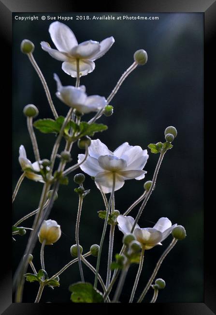 Japanese Anemone  Framed Print by Sue Hoppe