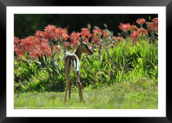 Baby Impala with aloes Framed Mounted Print by Sue Hoppe