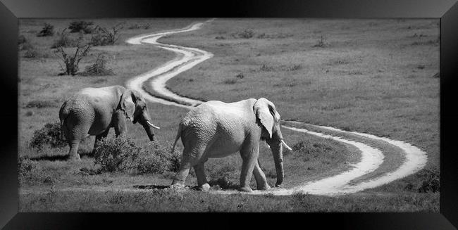 Two elephants stroll past a winding road Framed Print by Sue Hoppe