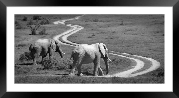 Two elephants stroll past a winding road Framed Mounted Print by Sue Hoppe