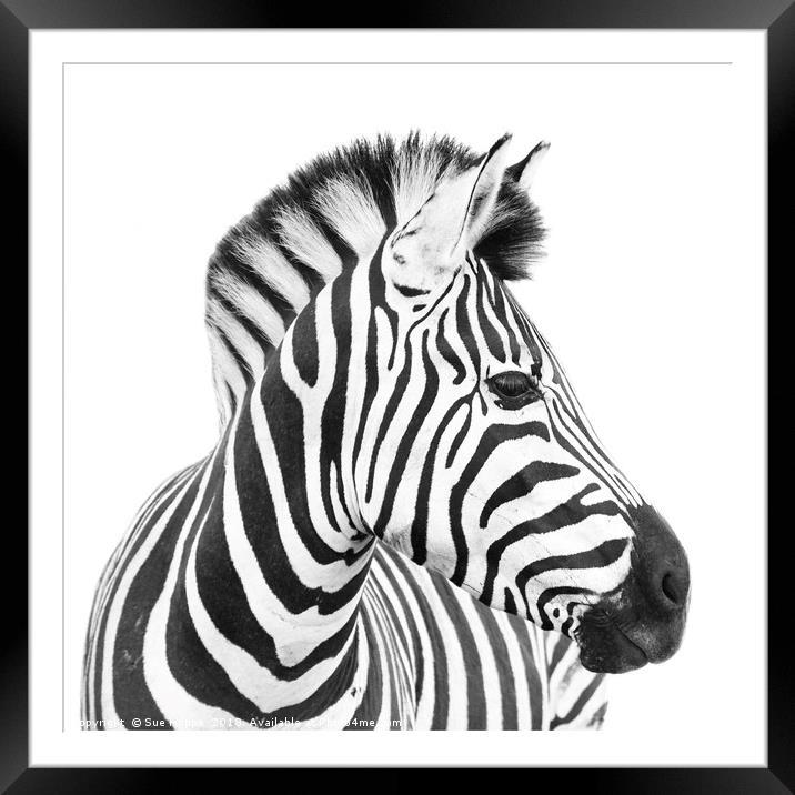 Zebra on white background Framed Mounted Print by Sue Hoppe