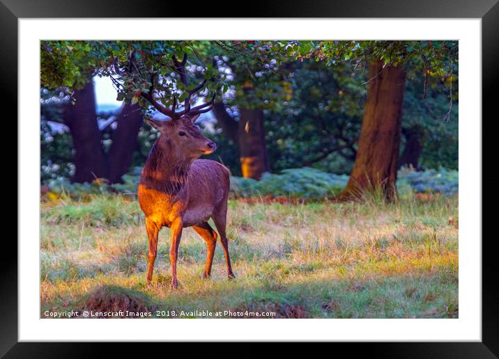 Red Deer on Richmond Common Framed Mounted Print by Lenscraft Images