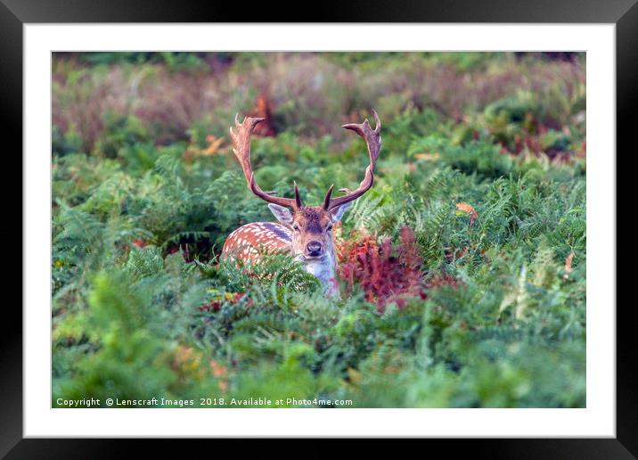 Fallow Deer Buck playing hide and seek Framed Mounted Print by Lenscraft Images