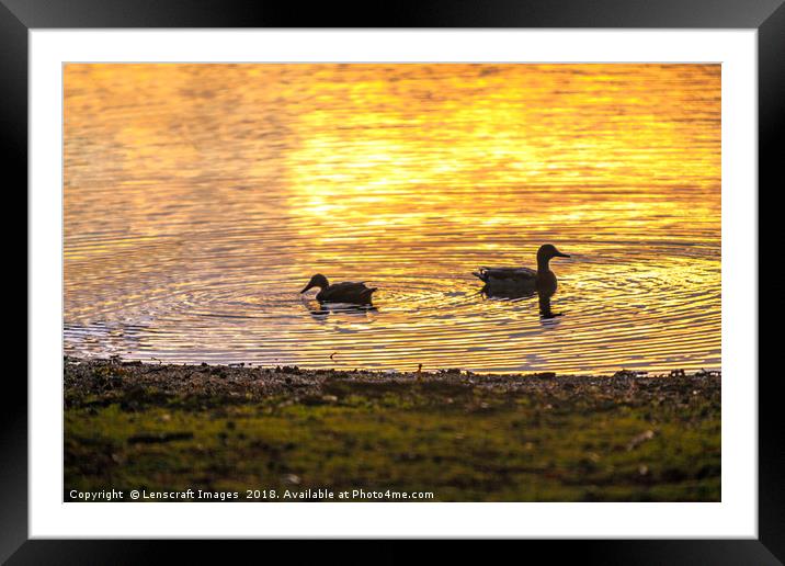 Ducks backlit by a rising sun reflection Framed Mounted Print by Lenscraft Images